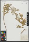 Foto von Salix alba L.